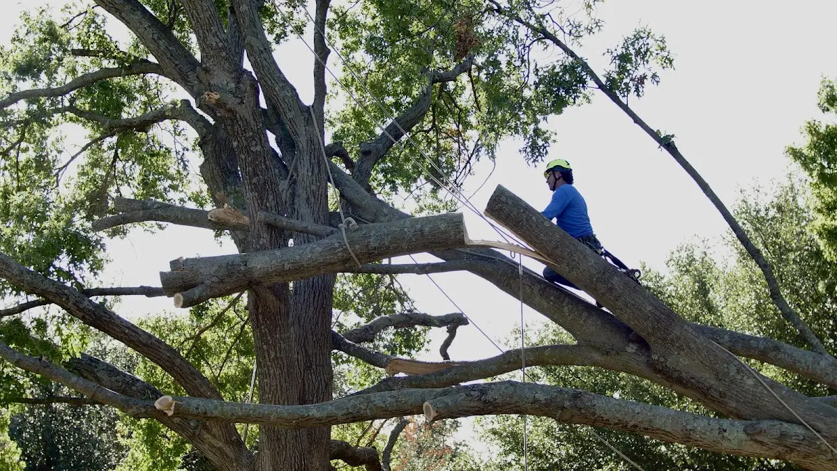 Professional Hazardous Tree Removal performed by certified arborists in New Iberia