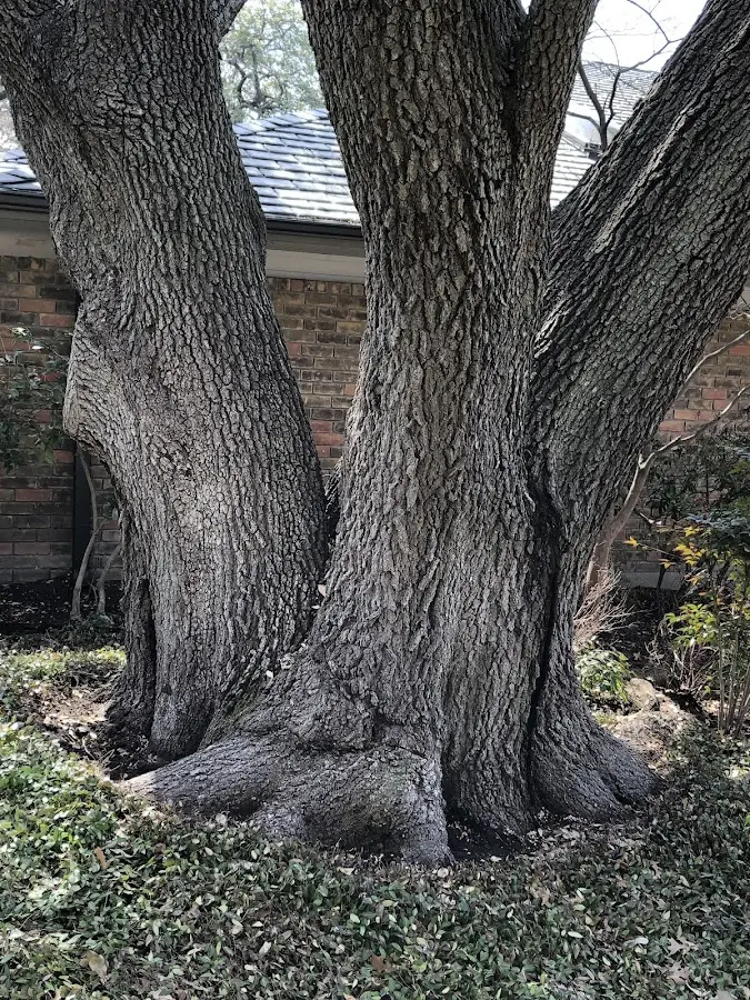 Mature heritage tree close to a New Iberia property cared for by certified arborists